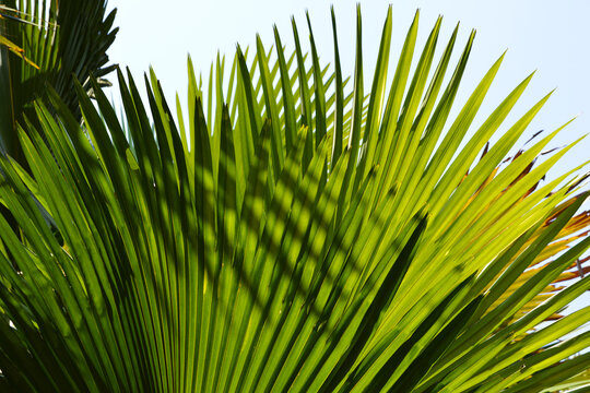 Saw palmetto leaves against bright sunlight
