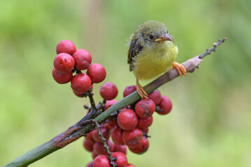 Baby birds are waiting for their mother