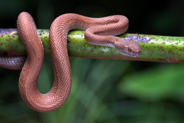 Mangrove tree viper looking for a prey