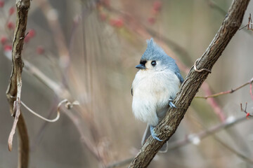 Tufted Titmouse.Chesapeake and Ohio Canal National Historical Park.Maryland.USA