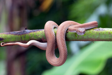 Mangrove tree viper looking for a prey