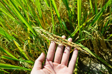 Beautiful fully ripen rice plant on hand, in the middle of rice terrace in Ha Giang, Vietnam