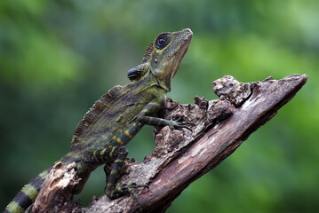 Small forest dragon lizard on the tree trunk
