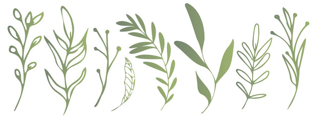 Fototapeta na wymiar Vector plants and grasses. Minimalist style in green colors of hand drawn plants. With leaves and organic shapes. For your own design.