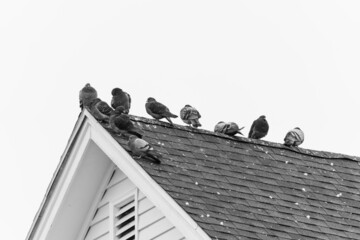 birds on a roof