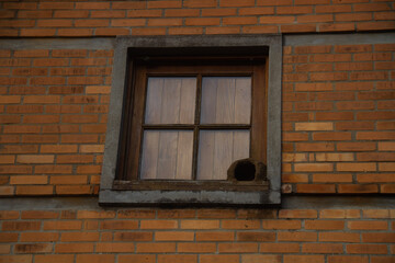 Fototapeta na wymiar Window bird