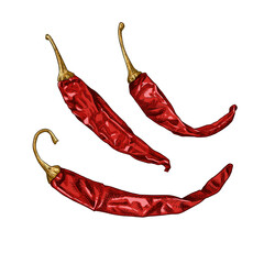 Hand drawn dried chili peppers. Vector illustration isolated on white background.