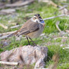 Bluethroat