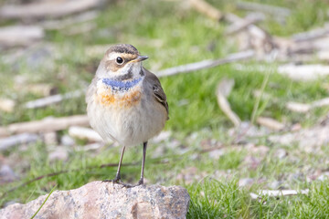 Bluethroat