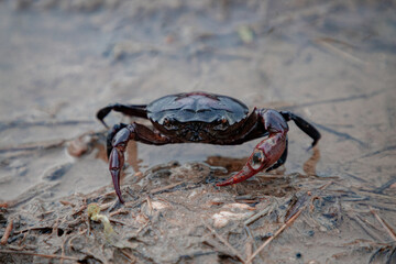 crab on the sand