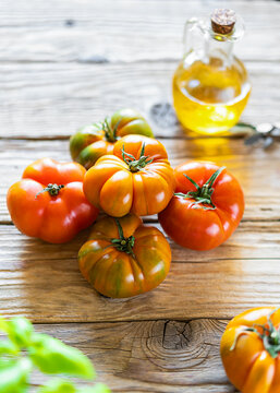 Tomatoes on rustic wooden background with live oli and basil plant