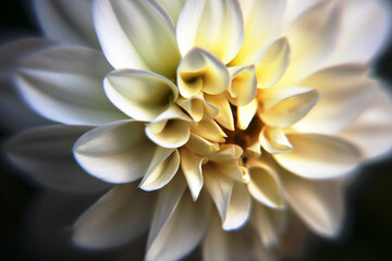 White Dahlia in Bloom