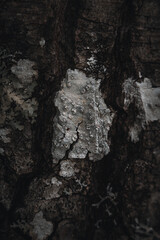 Fototapeta na wymiar Lichen