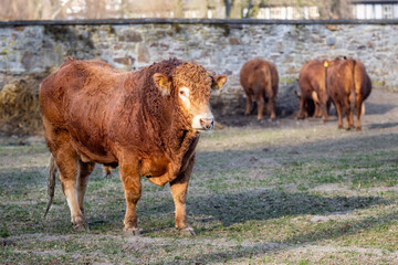 Bulle von vorne seitlich mit Nasenring auf einer Weide vor einer Mauer im Hintergrund Kühe