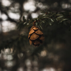 pine cone on the tree