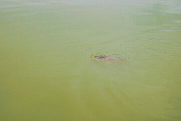 a carp swimming in a pond. fish swims on the surface of the water
