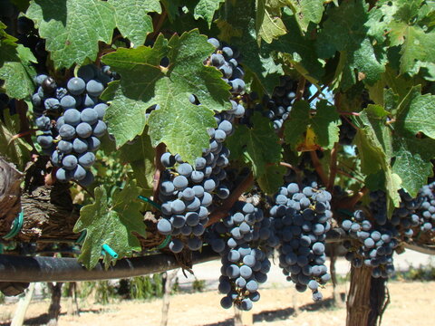 Vendimia Uva Tinta
