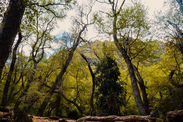 Fototapeta premium bosque nativo