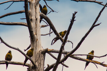 loros tricahues en arbol