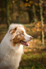 Australian shepherd is standing in the forest. It is autumn portret.