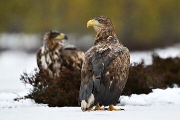 two eagles in the rain