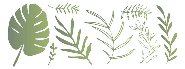 Vector plants and grasses. Minimalist style in green colors of hand drawn plants. With leaves and organic shapes. For your own design.