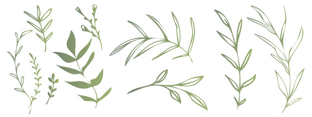 Vector plants and grasses. Minimalist style in green colors of hand drawn plants. With leaves and organic shapes. For your own design.