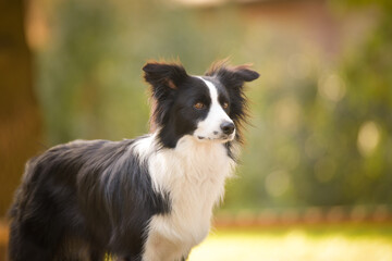 Dog border collie is standing in water. Nice dog in autumn nature.
