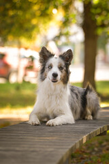Portrait of border collie with amazing background. Amazing autumn atmosphere in Prague.