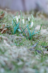 Snowdrop growing outdoors in nature.