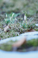 Snowdrop growing outdoors in nature.
