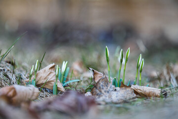 Snowdrop growing outdoors in nature.
