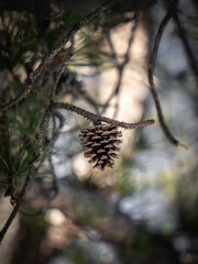 close up of a pine cone