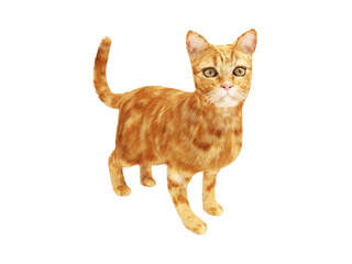 3d computer rendered illustration of a house cat