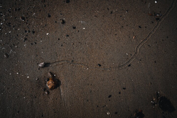 Snail Trail 