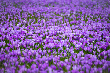 Krokussbl&uuml;te in Husum