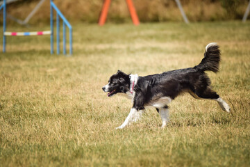 Dog is jumping over the hurdles.  Amazing day on czech agility privat training