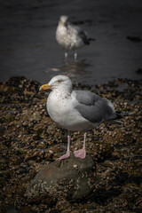 seagull on the beach