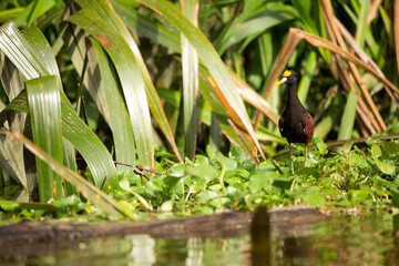 Northern Jacana bird wading