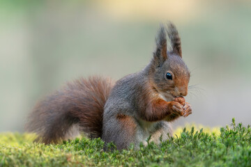 Beautiful Eurasian red squirrel (Sciurus vulgaris) eating a nut in the forest of Noord Brabant in...