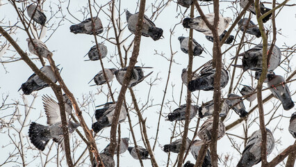 A large flock of birds (pigeons) on the branches of a tree against the sky. View from below, close up.