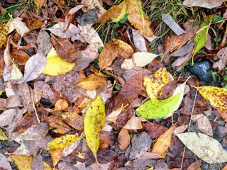 Autumn leaves on the grass 