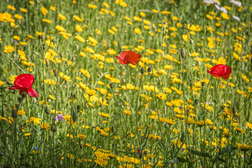 A wildflower meadow on a summers day