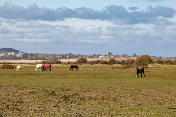 Horses grazing in a field with the Sussex town of Lewes behind