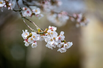 Pretty blossom in springtime, with a shallow depth of field