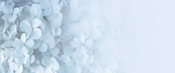 małe białe kwiaty hortensji jako tło, kwiatowe tło - obrazy, fototapety, plakaty