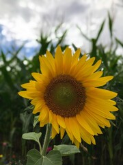 Obraz premium Frontal macro view of blooming young healthy sunflower with corn grass background and partial sky
