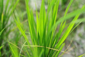 Fototapeta na wymiar close up of green grass, Close up of rice plant leaves. Rice blades nature background