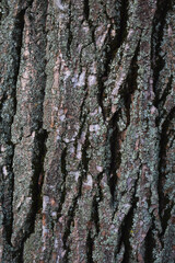 Bark of a tree. Bark tree texture. Bark pattern