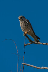 A hawk in the branches watches the area.